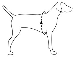 Ruffwear dog harness measuring guide