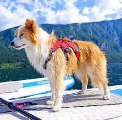 Ruffwear Web Master dog harness