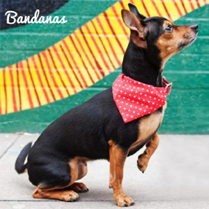 Red Dotty Spotty Dog Bandana