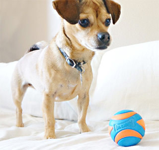 Chuckit squeaky dog ball