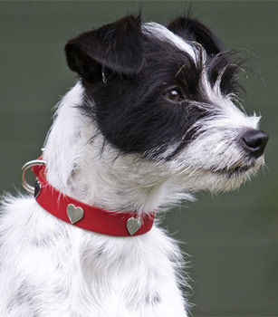 red leather dog collar with heart studs