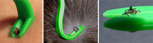 tick removal with a Tick Twister tool