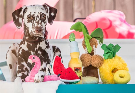 Tropical Paradise plush dog toys