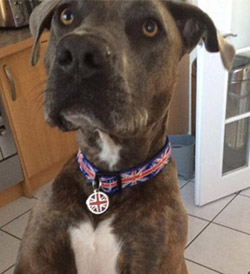 Union Jack dog tag