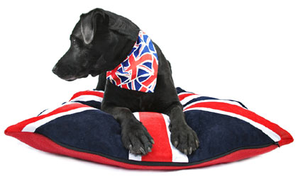 Union Jack Pet Products