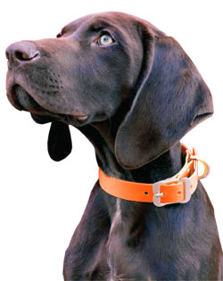 Vivid waterproof dog collar by Red Dingo