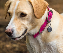 Headwater waterproof dog collar by Ruffwear