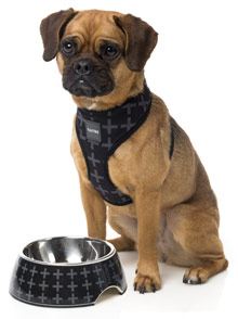 FuzzYard Yeezy Dog Bowl and Harness