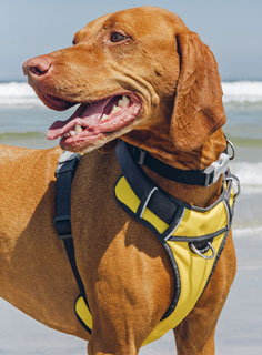 Red Dingo Yellow Padded Dog Harness