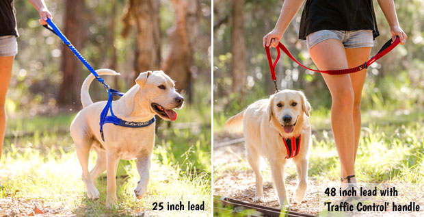 Zero Shock bungee dog lead